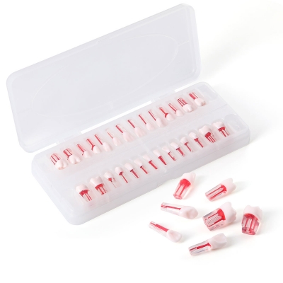 Root Canal Practice Teeth Models Kit 28pcs