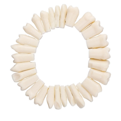 Resin Teeth Model for Training