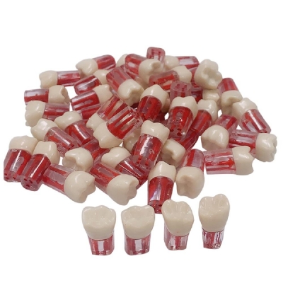 Resin Teeth Model for Training Root Canal